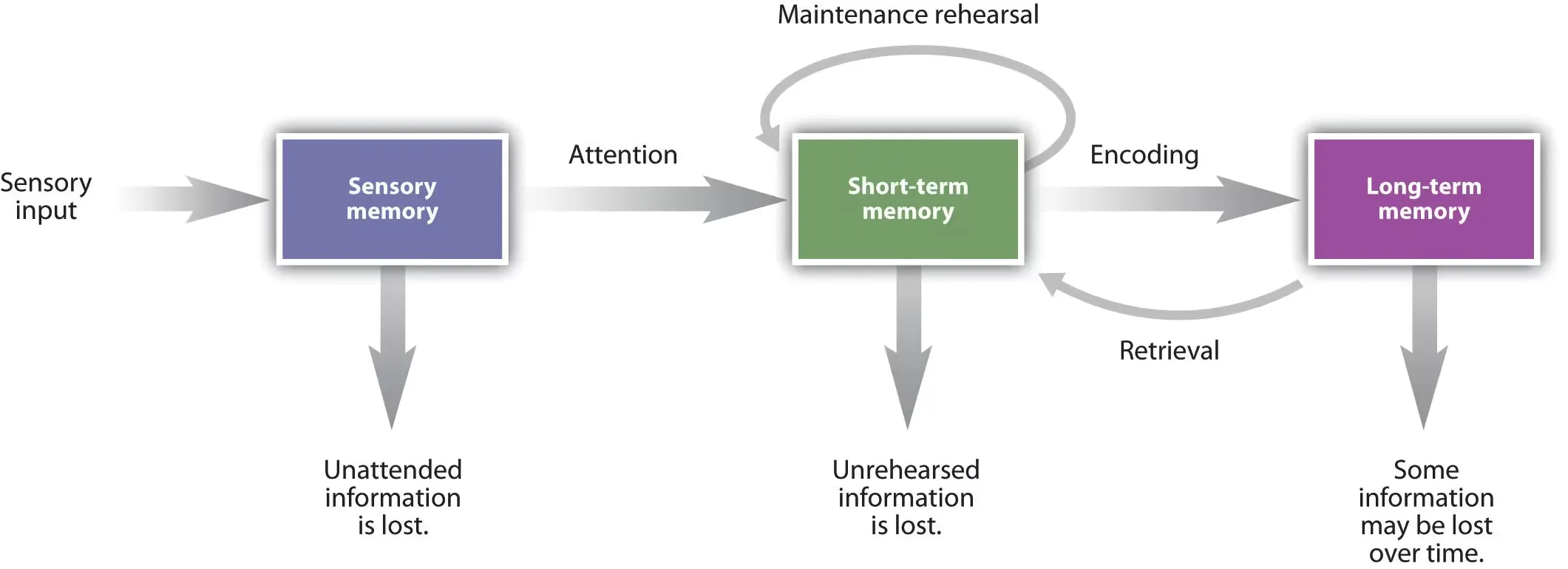 Atkinson-Shiffrin multi-store memory model diagram